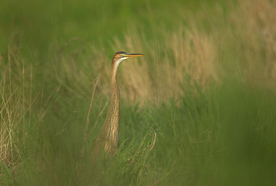 BUITEN BEELD Foto: 334730