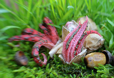 BUITEN BEELD Foto: 334757
