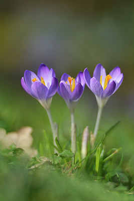 BUITEN BEELD Foto: 334787