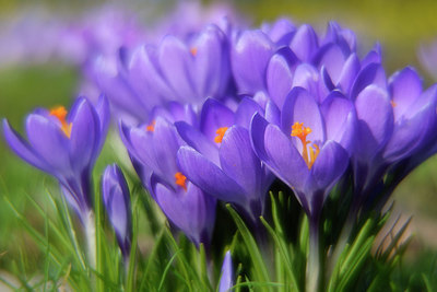BUITEN BEELD Foto: 334788