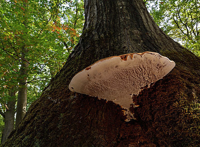BUITEN BEELD Foto: 334796