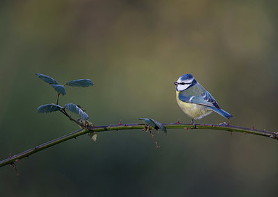 BUITEN BEELD Foto: 334808