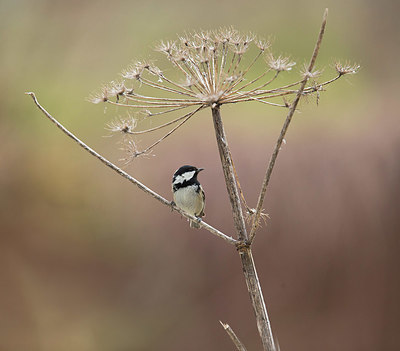 BUITEN BEELD Foto: 334809