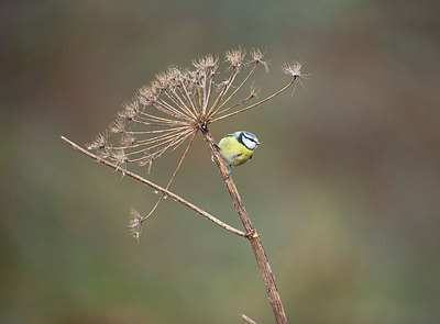 BUITEN BEELD Foto: 334838