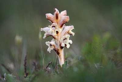 BUITEN BEELD Foto: 334846
