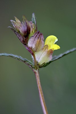 BUITEN BEELD Foto: 334862
