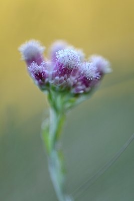 BUITEN BEELD Foto: 334863