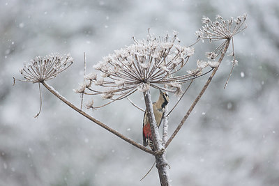 BUITEN BEELD Foto: 334869