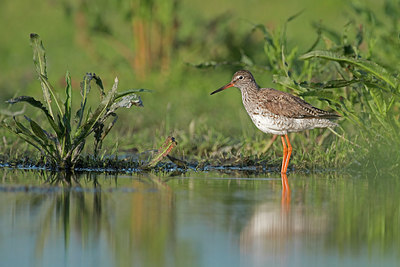 BUITEN BEELD Foto: 334874