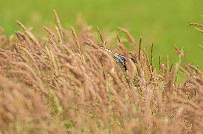 BUITEN BEELD Foto: 334888