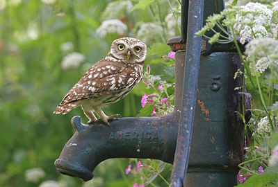 BUITEN BEELD Foto: 334891