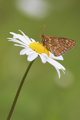 BUITEN BEELD Foto: 334896