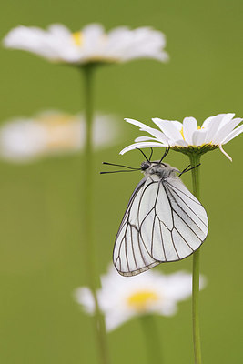 BUITEN BEELD Foto: 334898