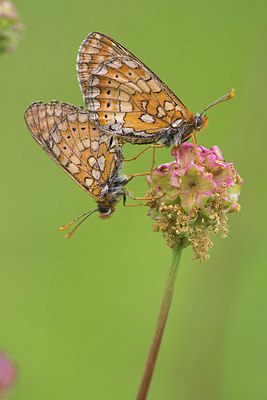 BUITEN BEELD Foto: 334899
