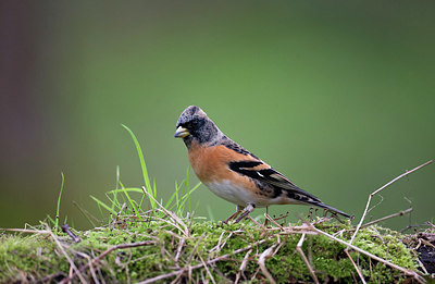 BUITEN BEELD Foto: 334904