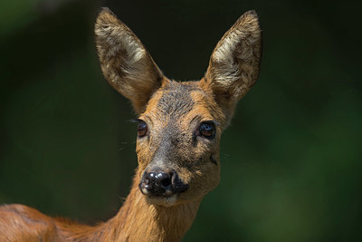 BUITEN BEELD Foto: 334912