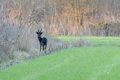 BUITEN BEELD Foto: 334916