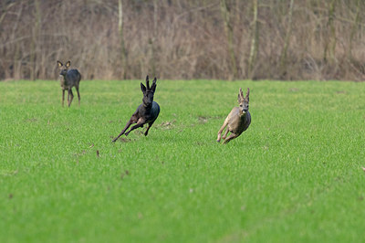 BUITEN BEELD Foto: 334919