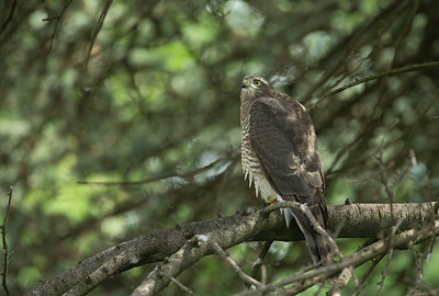 BUITEN BEELD Foto: 334926