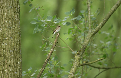 BUITEN BEELD Foto: 334945