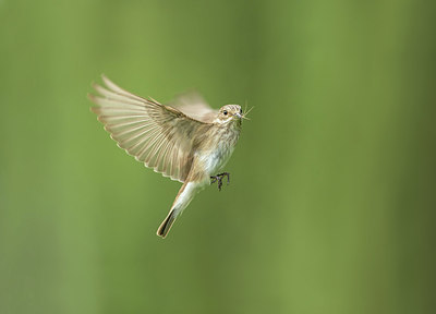 BUITEN BEELD Foto: 334946