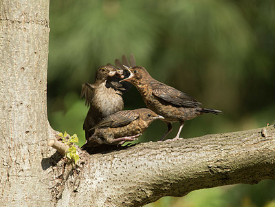 BUITEN BEELD Foto: 334960