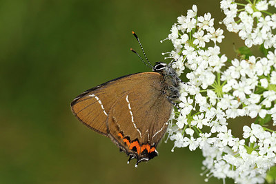 BUITEN BEELD Foto: 334963