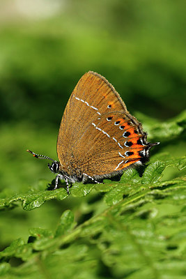 BUITEN BEELD Foto: 334966