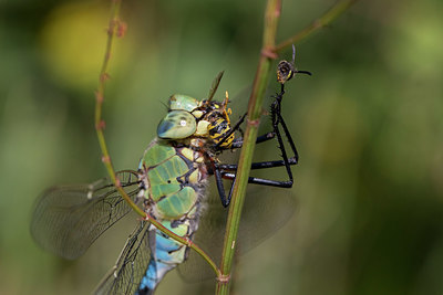 BUITEN BEELD Foto: 334994