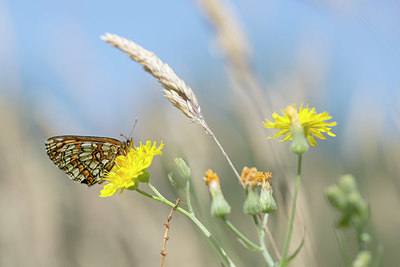 BUITEN BEELD Foto: 334997