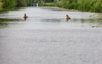 BUITEN BEELD Foto: 335055