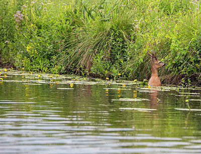 BUITEN BEELD Foto: 335057