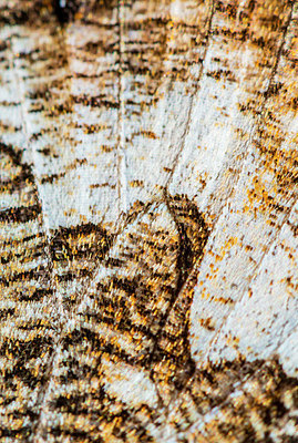 BUITEN BEELD Foto: 335171