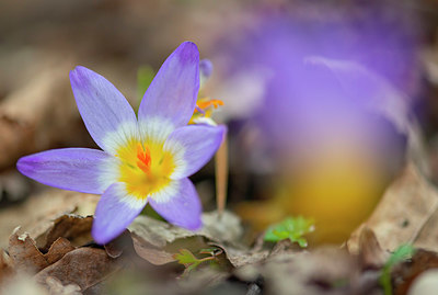 BUITEN BEELD Foto: 335201