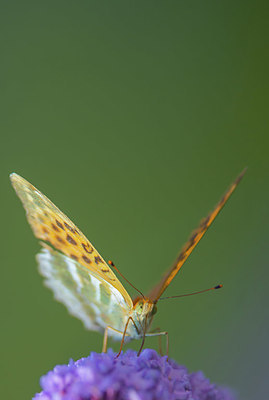 BUITEN BEELD Foto: 335306