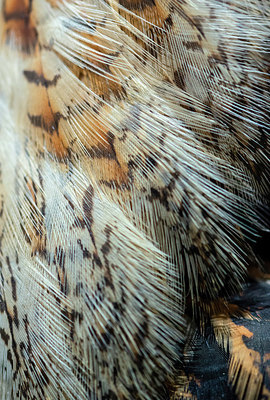 BUITEN BEELD Foto: 335361