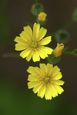 BUITEN BEELD Foto: 335408