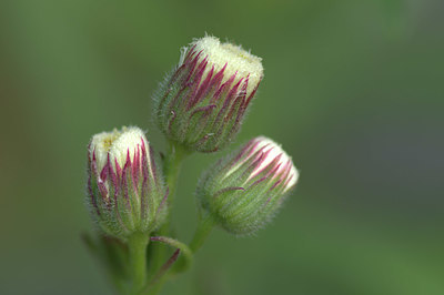 BUITEN BEELD Foto: 335409