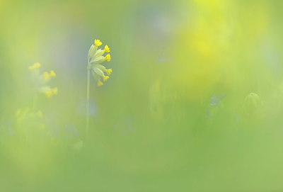 BUITEN BEELD Foto: 335472