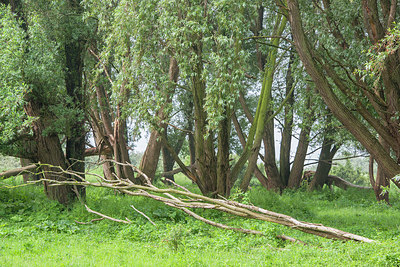 BUITEN BEELD Foto: 335505