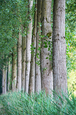 BUITEN BEELD Foto: 335540