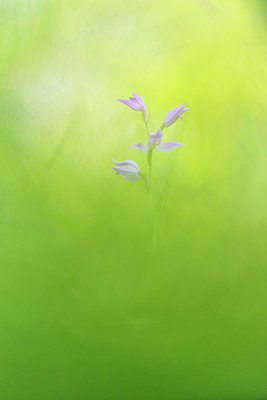BUITEN BEELD Foto: 335542