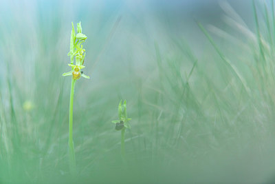 BUITEN BEELD Foto: 335614