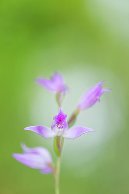 BUITEN BEELD Foto: 335618