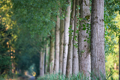 BUITEN BEELD Foto: 335685