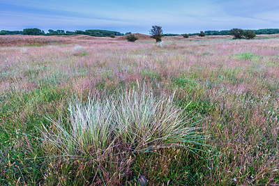 BUITEN BEELD Foto: 335706