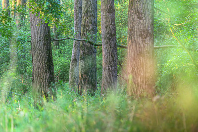 BUITEN BEELD Foto: 335708