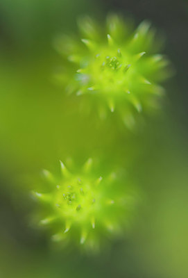 BUITEN BEELD Foto: 335824