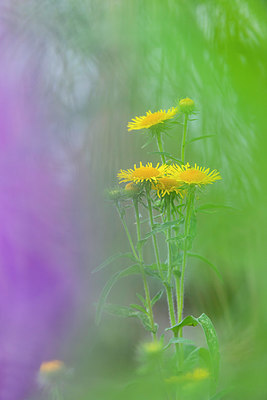 BUITEN BEELD Foto: 335952