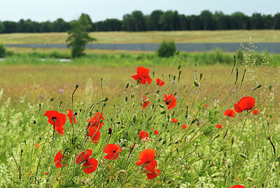 BUITEN BEELD Foto: 336049